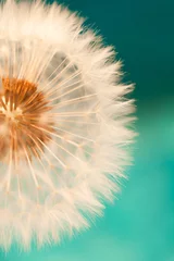Abwaschbare Fototapete Pusteblume weiße Löwenzahnblume mit Samen im Frühling in blau-türkisen abstrakten Hintergründen