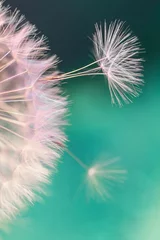 Foto op Plexiglas witte paardebloembloem met zaden in de lente in blauwe turkooizen abstracte achtergrondgeluiden © ana