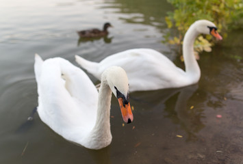 two swans in a pond in nature