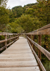 Fototapeta na wymiar wooden bridge through the forest 