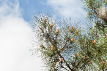 pine tree branch with a caterpillar nest with blue sky and clouds background