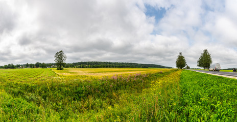 Golden wheat field in summer landscape of Estonia. Panorama. Nature landscape.