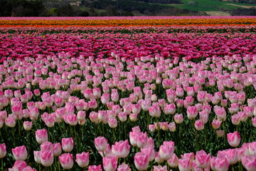 Champ de tulipes roses, rouges, jaunes.