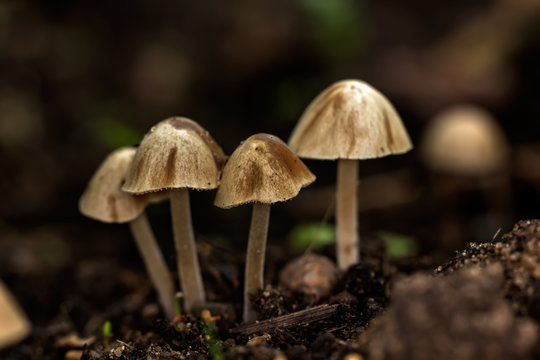 Little toadstools growing in the summer forest. 