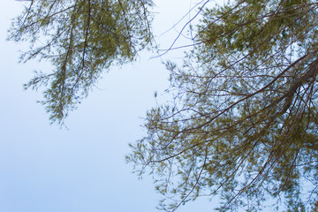 Looking up at bamboo leaves growing off trees against a clear sky