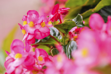 Close up Begonia flower in the summer