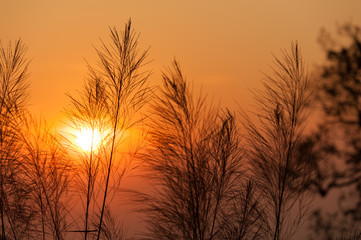 Silhouette of reeds grass,on the background of the sunset.