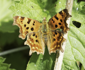 Comma butterfly in the UK