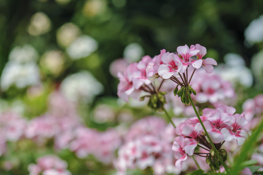 pink geranium flower in garden summer