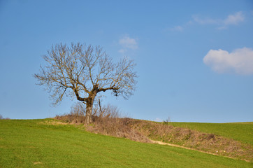Campagne Isérois (Tullins)