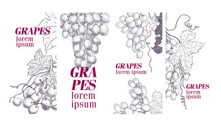 set of vector grape illustrations. Can be use for background, design, invitation, banner, packaging. Retro hand drawn illustration