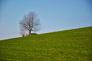 Campagne Is&eacute;rois (Tullins)