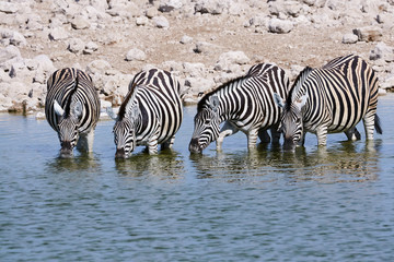 Fototapeta na wymiar Zebras drinking at a waterhole