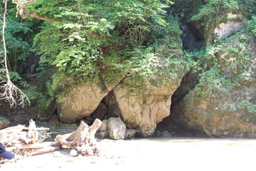 view of the river among forest