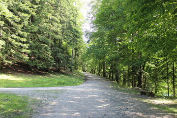 Track in forest Park