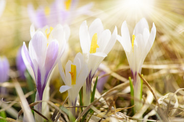 Obraz premium Bunte Blumenwiese mit Krokus im Frühling und Sonnenstrahlen