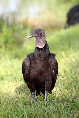 Rabengeier in der Wiese / Everglades National Park / Florida / USA
