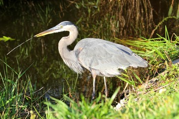 Reiher watet durchs Wasser auf der Suche nach Nahrung