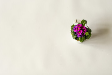 Flower pot in the form of a bucket. Isolated on white background. Close up.