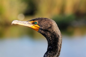 Ohrenscharbe Portrait / Everglades Nationalpark / Florida / USA
