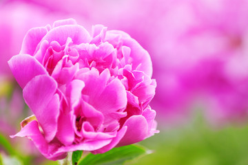 Delicate pink peony