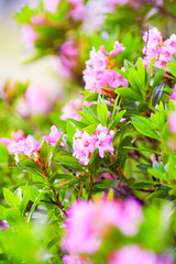 flowers on the bushes of garden rhododendrons