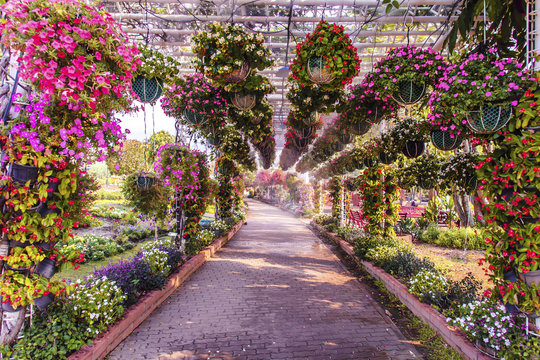 Flower tunnel arch in the summer