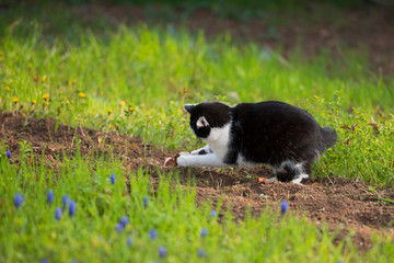 Naklejka na ściany i meble Katze jagt Maus im Garten