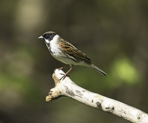 Dunnock in the UK