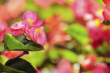 Close up Begonia flower in the summer