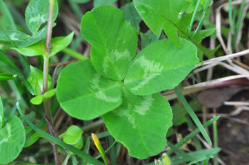 Obraz premium Four-leaf clover grows in nature. Lucky finding. 
