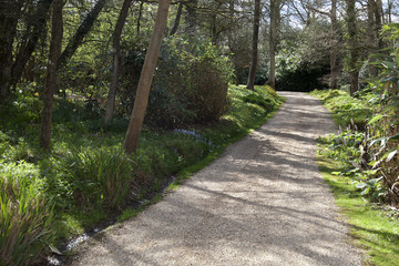 Woodland Path
