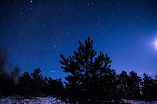 Winter night scene. Pine trees and stars.