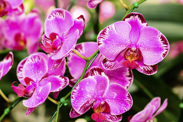 Fototapeta na wymiar Pink orchid flower with sunlight in garden
