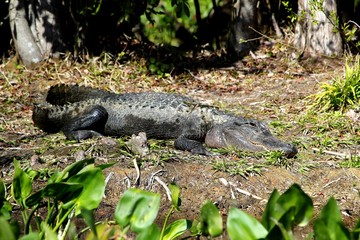 Alligator in Everglades / Florida / USA