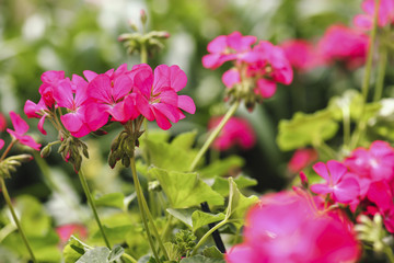 pink geranium flower in garden summer