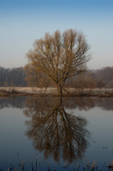Alone tree that is reflected in the water; Landscape with a tree without leaves on the lake in spring