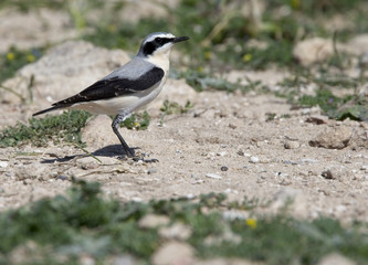 Obraz premium Northern Wheatear (Oenanthe oenanthe) male, Paphos Headland, Cyprus.