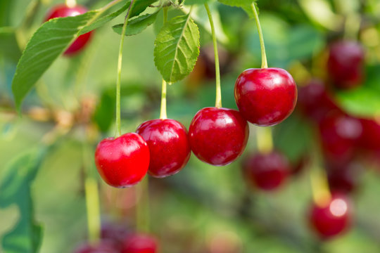 Sweet cherry red berries on a tree branch close up
