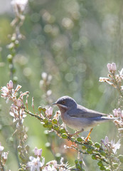 Subalpine Warbler (Sylvia cantillans) male, Paphos headland, Cyprus.