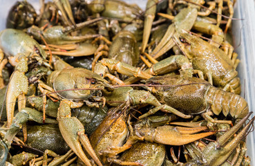 Live crayfish on the counter market.