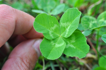 Four-leaf clover grows in nature. Lucky finding. Men hand pick up four-leaf clover
