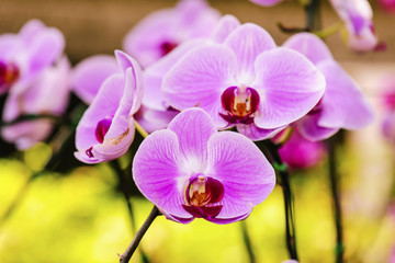 Obraz premium Pink orchid flower with sunlight in garden