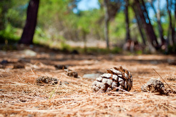 One dry brown pine cone lying on the ground among many spruce needles in the forest against green foliage and blue sky