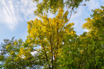 Colorful autumn trees. Autumn city landscape.
