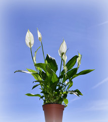 Arum lily Latin name Zantedeschia aethiopica background sky