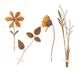 Set of wild dry pressed flowers and leaves - 143142142