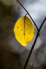 Obraz premium Golden Leaf