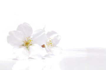 Japanese white cherry blossom isolated