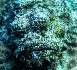 stonefish curacao